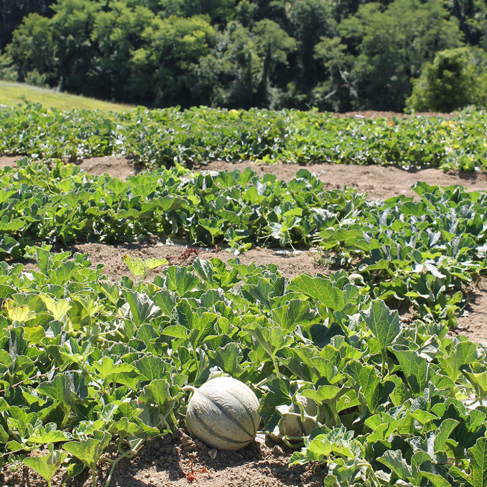 3 bassins de production Le melon de nos régions