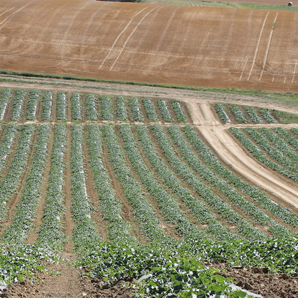 champ-melon-Tarn-et-Garonne Champ de melons en Tarn et Garonne